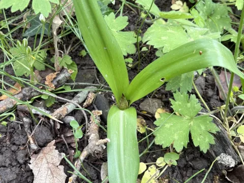 Colchicum umbrosum