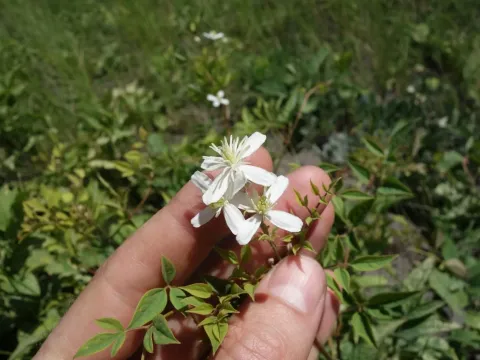 Clematis lathyrifolia