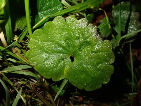 Ground ivy