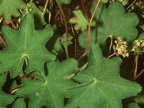 Tyrol lady's-mantle