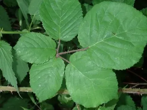 Bregutiensis Blackberry