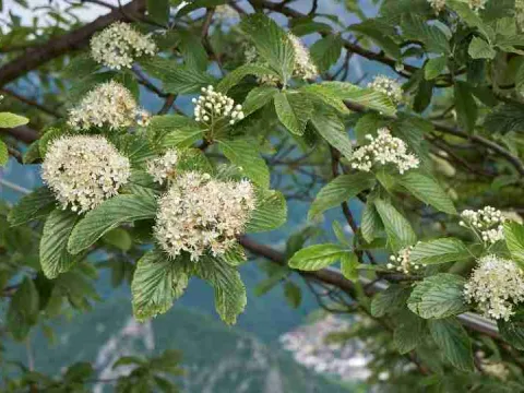 Рябина карпатская