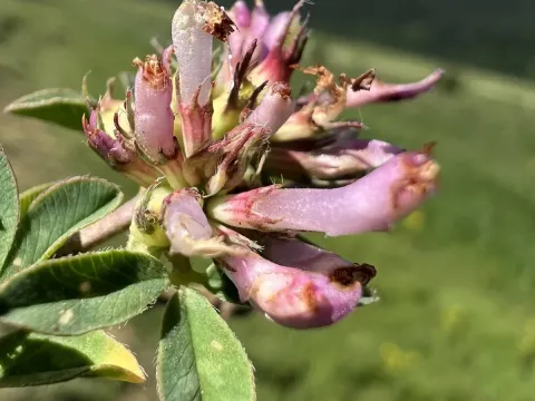 Velebit clover