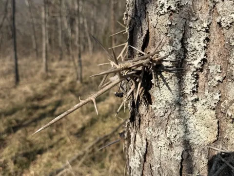 Гледичия