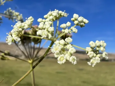 Горичник шкірястий