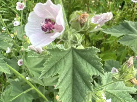 Taurian marsh-mallow