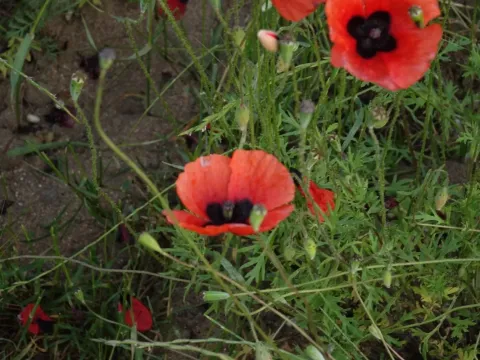 Sand poppy