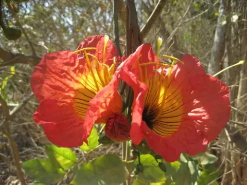 Fernandoa magnifica