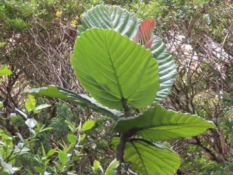 Ficus dammaropsis