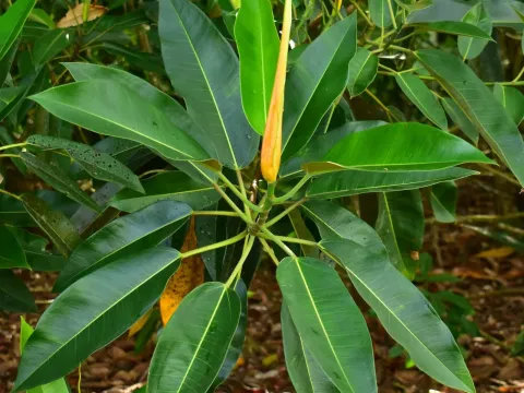 Ficus pleurocarpa