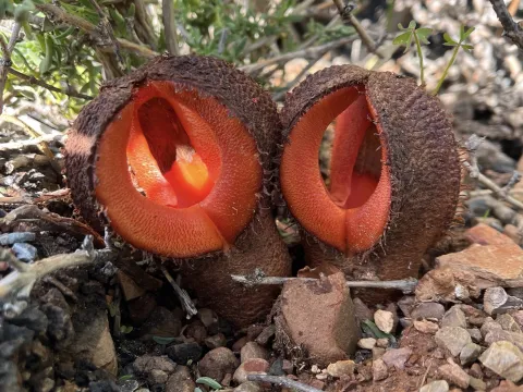 Hydnora