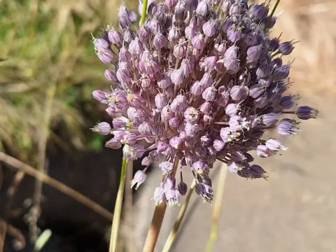 Onion