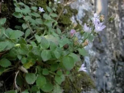 Damascene bellflower