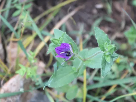 Star Bellflower