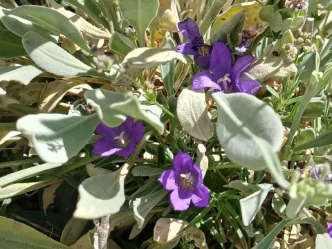 Campanula stricta