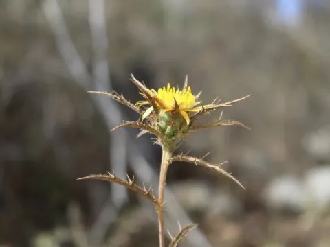 Stemless carline thistle