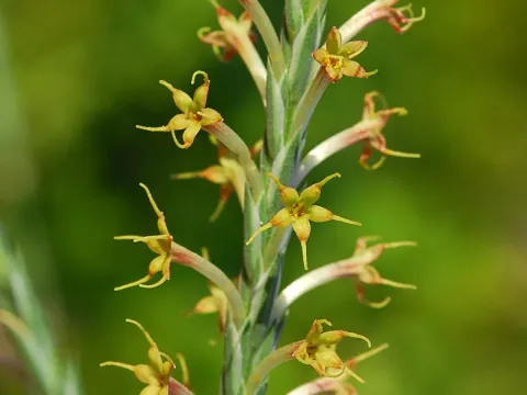 Crucianella macrostachya