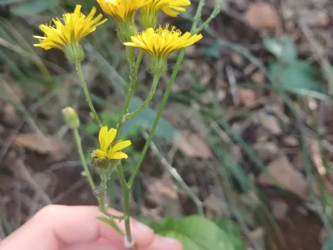 Jerusalem hawksbeard