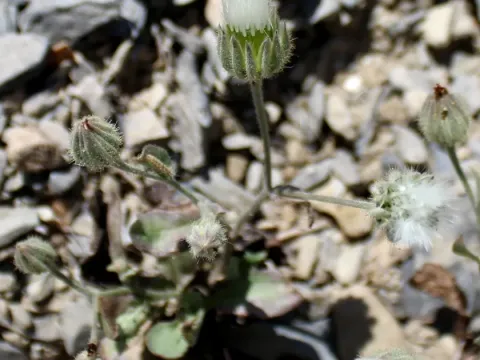 Crepis kotschyana