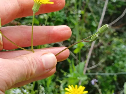 Palestine hawksbeard