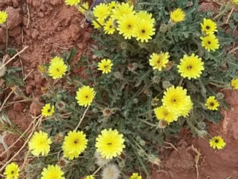 Crepis senecioides