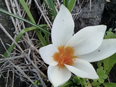 Aleppo saffron