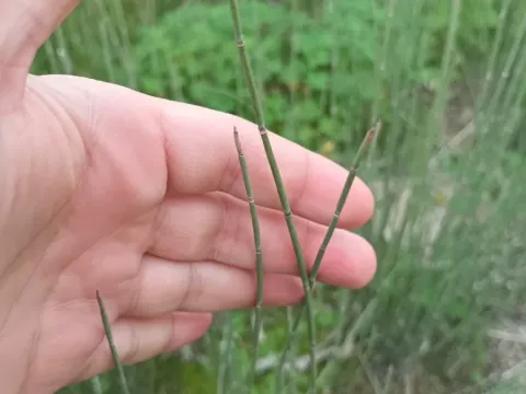 Ephedra podostylax