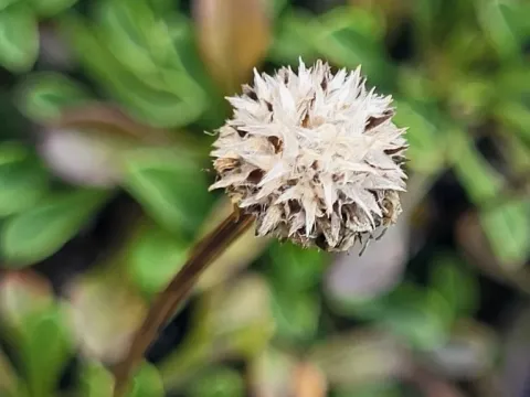 Globularia