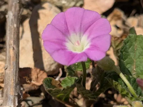 Convolvulus coelesyriacus