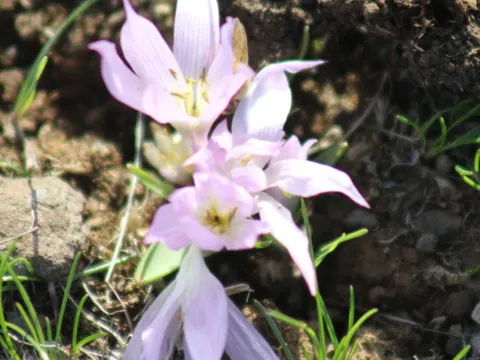 Colchicum szovitsii