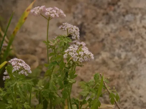 Torilis trichosperma
