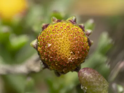 Chlamydophora