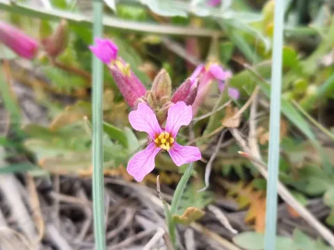 Purple Chorispora