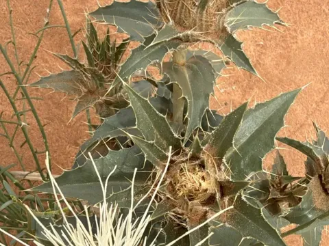 Carthamus eriocephalus
