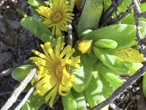 Glottiphyllum