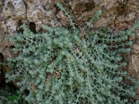 Galium canum