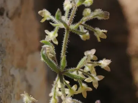 Galium judaicum