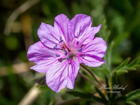 Geranium libanoticum