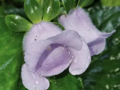 Gloxinia