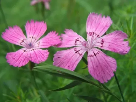 Dianthus cyri