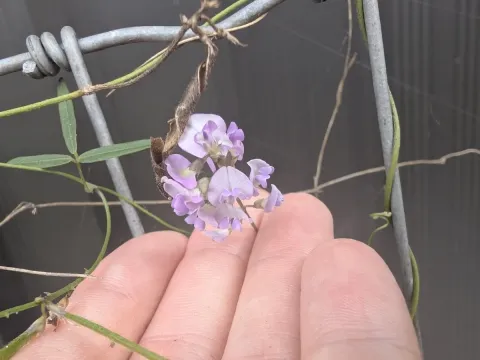 Soybean