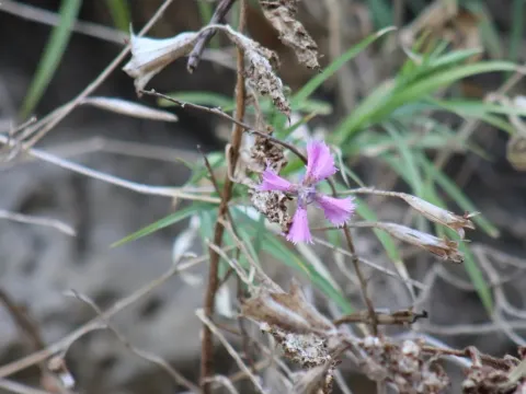 Dianthus pendulus