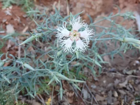 Lebanon carnation