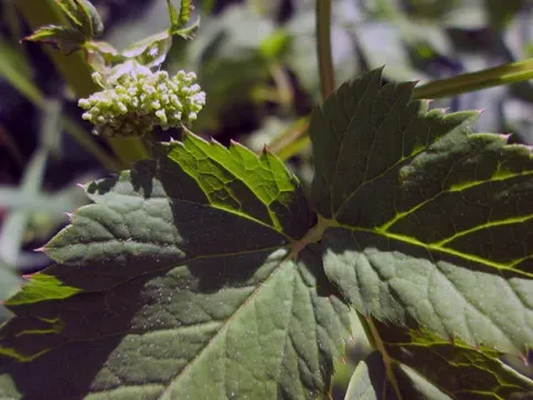 Alpine goutweed