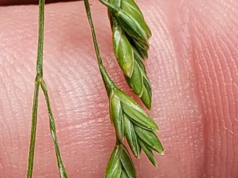 Manna grass