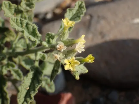 Heliotropium arbainense