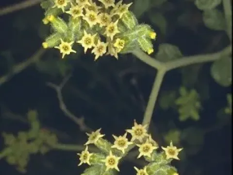 Heliotropium digynum