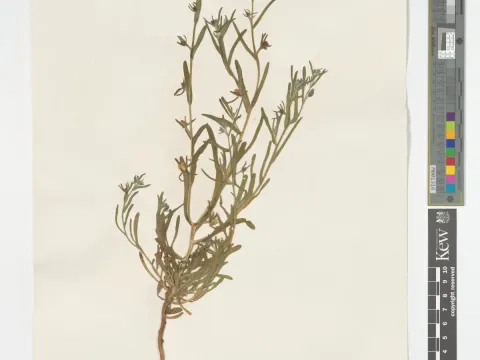 Heterocaryum