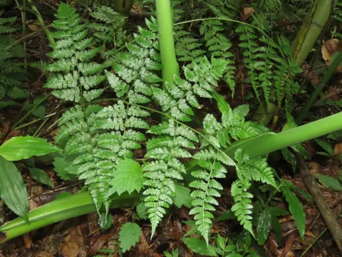 Rhachidosorus