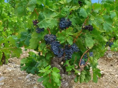 Grape hybrids